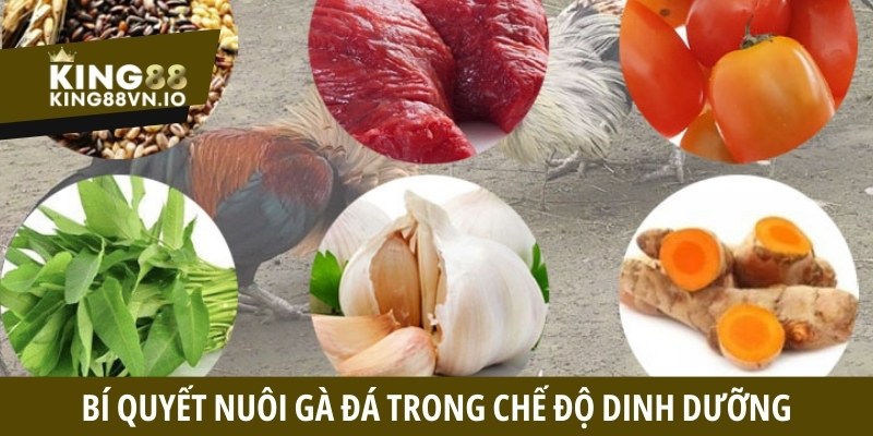 Bí quyết nuôi gà đá trong chế độ dinh dưỡng