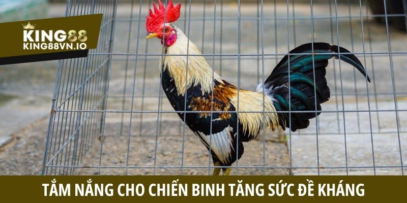Tắm nắng cho chiến binh tăng sức đề kháng