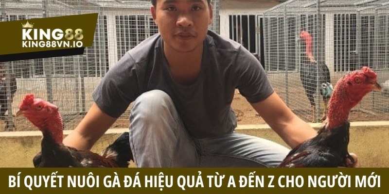 Bí Quyết Nuôi Gà Đá Hiệu Quả - Dinh Dưỡng Và Luyện Tập