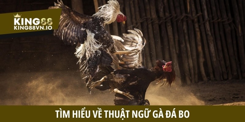 Tìm hiểu về thuật ngữ gà đá bo