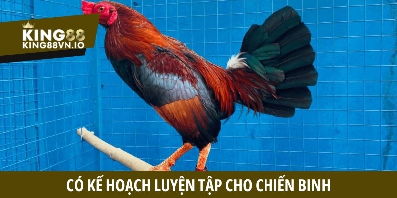 Có kế hoạch luyện tập cho chiến binh
