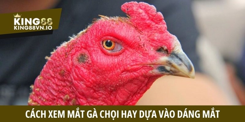 Cách xem mắt gà chọi hay dựa vào dáng mắt