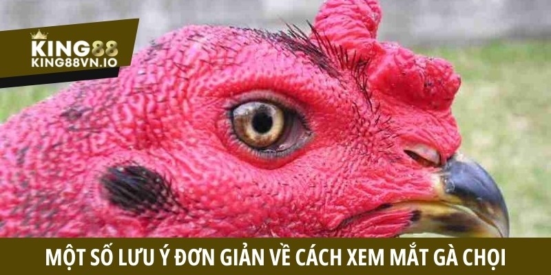 Một số lưu ý đơn giản về cách xem mắt gà chọi