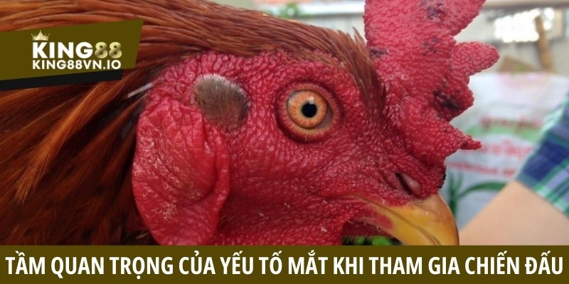 Sự quan trọng trong việc xem mắt khi tham gia chiến đấu