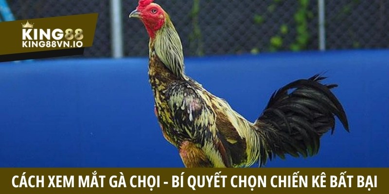Cách Xem Mắt Gà Chọi - Bí Quyết Chọn Chiến Kê Bất Bại
