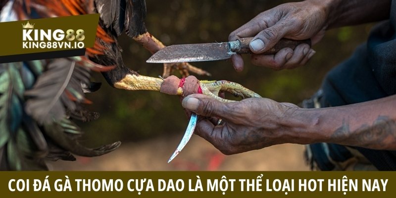 Coi đá gà Thomo cựa dao là một thể loại hot hiện nay
