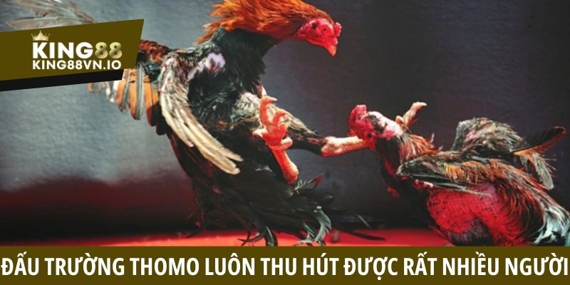 Đấu trường Thomo luôn thu hút được rất nhiều người