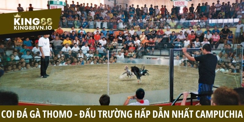 Coi đá gà Thomo - Khám phá trường đấu hấp dẫn tại Campuchia