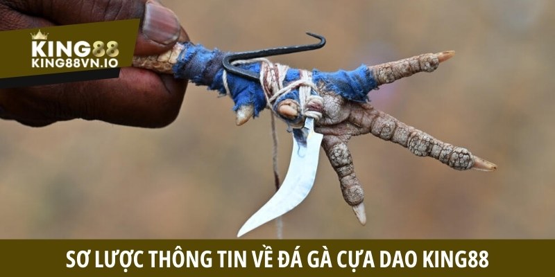 Sơ lược thông tin về đá gà cựa dao King88
