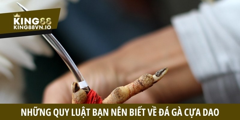 Đá gà và những quy luật mà bạn nên biết là gì?