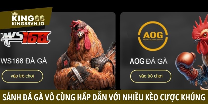 Sảnh đá gà vô cùng hấp dẫn với nhiều kèo cược khủng