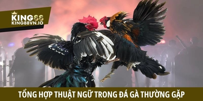 Tổng hợp thuật ngữ trong đá gà thường gặp