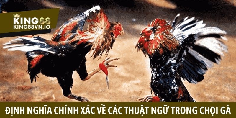 Định nghĩa chính xác về các thuật ngữ trong chọi gà
