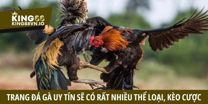 Một trang đá gà uy tín sẽ có rất nhiều thể loại, kèo cược