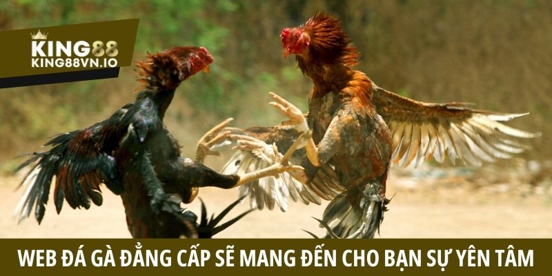 Web đá gà đẳng cấp sẽ mang đến cho bạn sự yên tâm