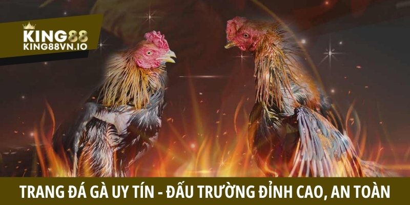 Trang đá gà uy tín - Tiêu chí đánh giá và cách tham gia